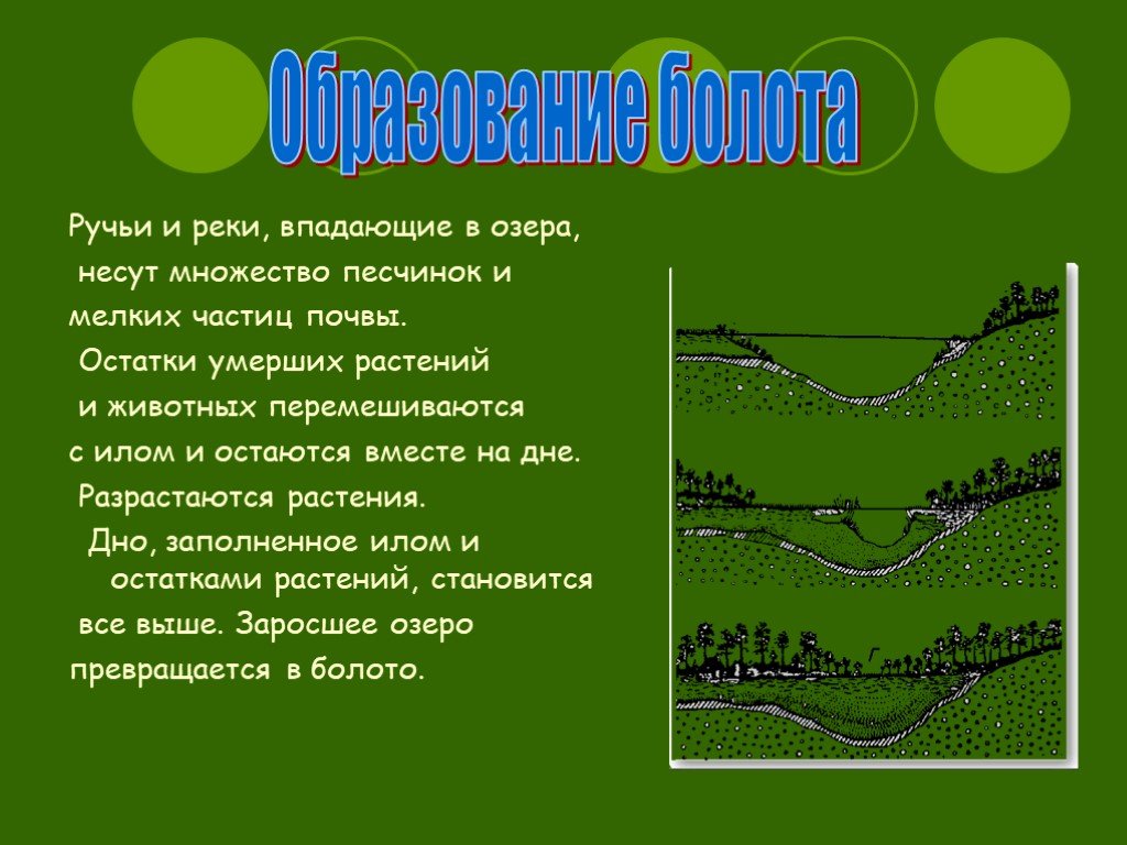 Проект болото 2 класс