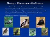 Птицы Ивановской области. У нас в Ивановской области зарегистрировано 11 видов птиц. Из них 10 видов относятся к воробьиным и один к голубеобразным. Среди зимующих птиц есть сизый голубь, домовой воробей, галка, серая ворона. А также сорока, грач, дрозд – рябинник.