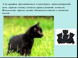 А во времена средневековья в некоторых западноевропей- ских странах кошку считали прислужницей дьявола. Владельцев черных кошек обвиняли в связях с нечистой силой.