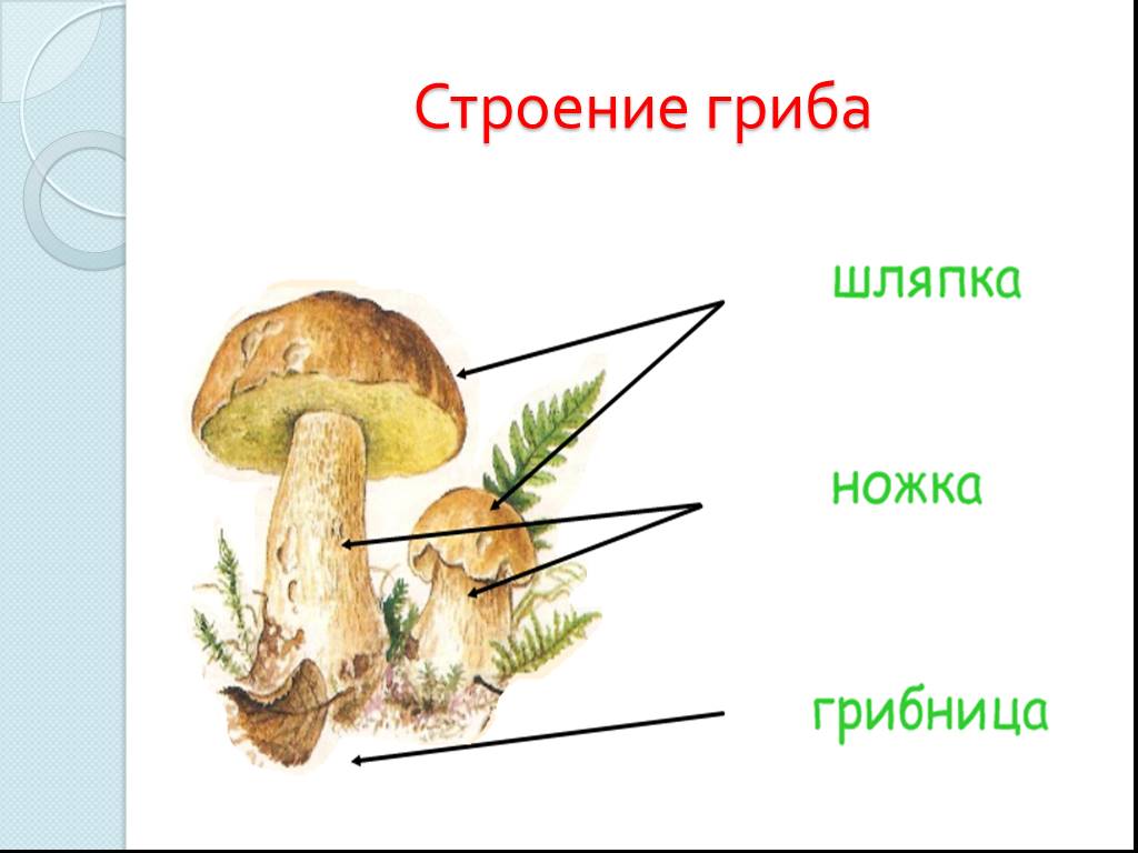 Из чего состоит белый гриб. Схема строения гриба 3 класс окружающий мир. Строение гриба. Строение гриба для дошкольников. Строение гриба рисунок.