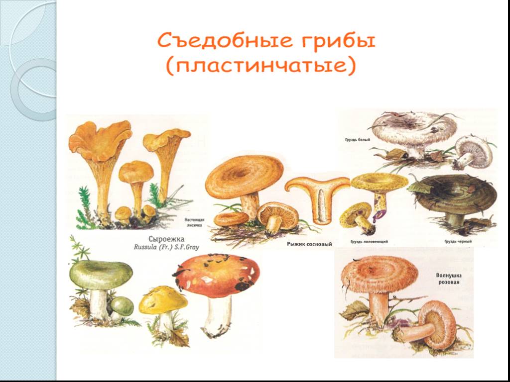 Сколько классов грибов. Царство грибов третий класс. Грибы 3 класс окружающий мир. Окружающий мир царство грибов. Окружающий мир 3 кл грибы.