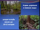 Корни деревьев в поисках воды. уходят вглубь земли до 10-12 метров