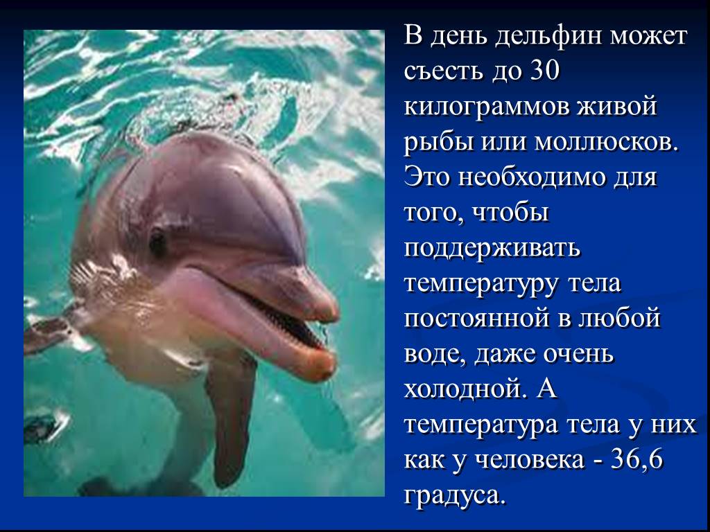 Дельфин ч буду жить. Доклад о дельфине. Сообщение о дельфинах. Доклад про дельфинов. Рассказ про дельфина.