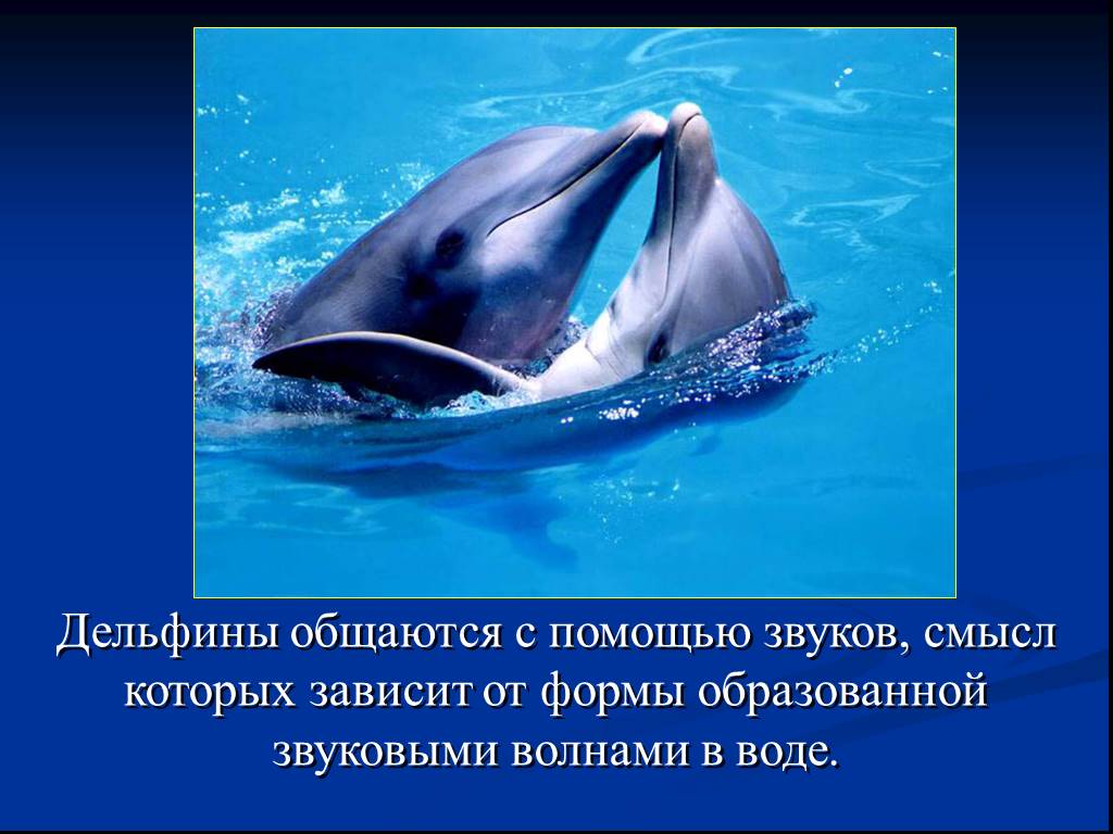 Звук в слове дельфины. Презентация про дельфинов. Презентация про дельфина. Слайды про дельфинов. Удивительный мир дельфинов.