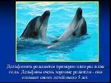 Дельфинята рождаются примерно один раз в два года. Дельфины очень хорошие родители - они опекают своих детей около 5 лет.