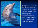 Дельфины - одни из самых загадочных животных на нашей планете. Интеллект этих морских жителей считают настолько высоким, что их называют «людьми моря».