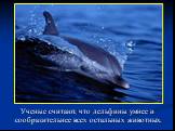 Ученые считают, что дельфины умнее и сообразительнее всех остальных животных.