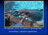 Дельфины легко поддаются дрессировке; способны к звукоподражанию.