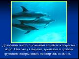Дельфины часто провожают корабли в открытое море. Они могут парами, тройками и целыми группами выпрыгивать на метр-два из воды.