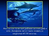 Иногда они помогают рыбакам загонять рыбу в сети. Дельфины могут часто плавать со скоростью 45-50 км в час.