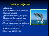 Виды дельфинов - Афалины - Обыкновенные дельфины - Продельфины - Длинноклювые дельфины - Крупнозубые дельфины - Китовидные дельфины - Короткоголовые дельфины - Бесклювые дельфины - Серые дельфины - Пестрые дельфины