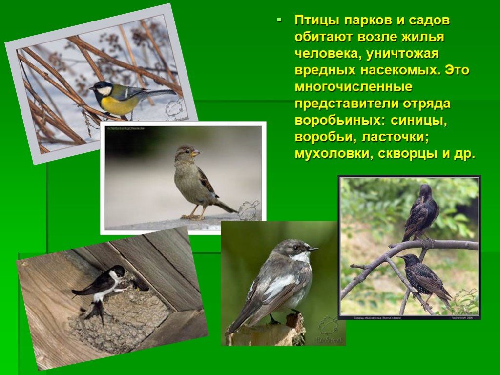 Какие птицы обитают в парках. Птицы обитающие вблизи жилья человека. Птицы обитающие в парках. Птицы обитающие в саду. Презентация птицы наших парков и садов.