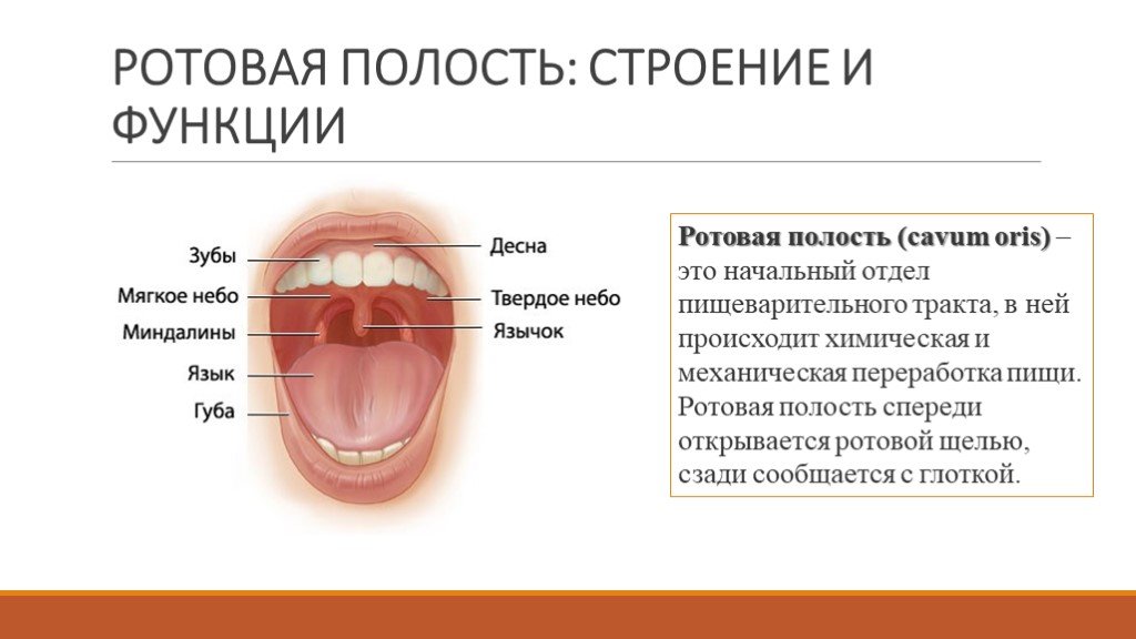 Для полости рта характерно. Ротовая полость строение и функции. Строение отделы и функции полости рта. Органы ротовой полости строение и функции. Особенности строения ротовой полости человека.