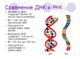 Сравнение ДНК и РНК . Молекула ДНК содержит более 30 тысяч пар оснований МR = 100 тыс до нескольких млн. Находится в хромосомах ядер клетки. Молекула РНК содержит 5-6 тысяч пар оснований. МR = 20 тыс до 200 тыс Находятся в цитоплазме и рибосомах.