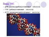 Виды НК: ДНК (дезоксирибонуклеиновая кислота) РНК (рибонуклеиновая кислота) АТФ (аденозинтрифосфорная кислота)