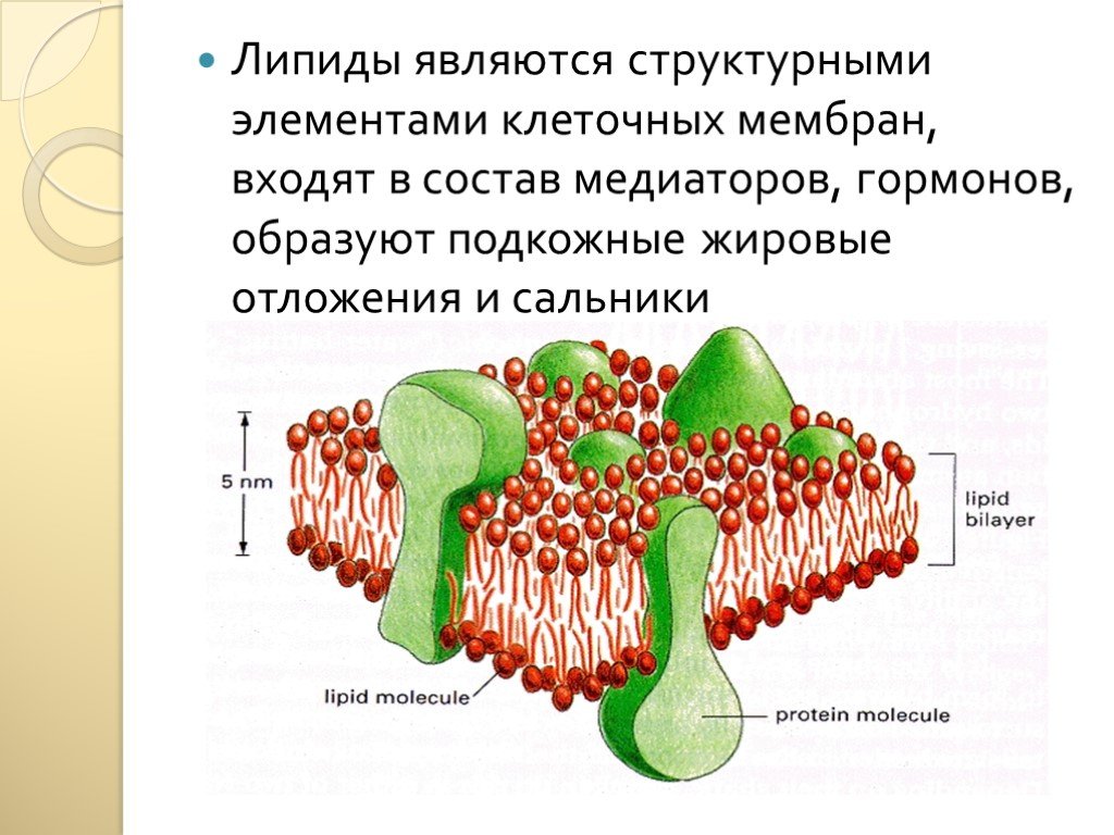 Структурный компонент мембраны клетки. Липиды в мембране клетки. Фосфолипиды клеточной мембраны. Фосфолипиды клетосных месьран схема.