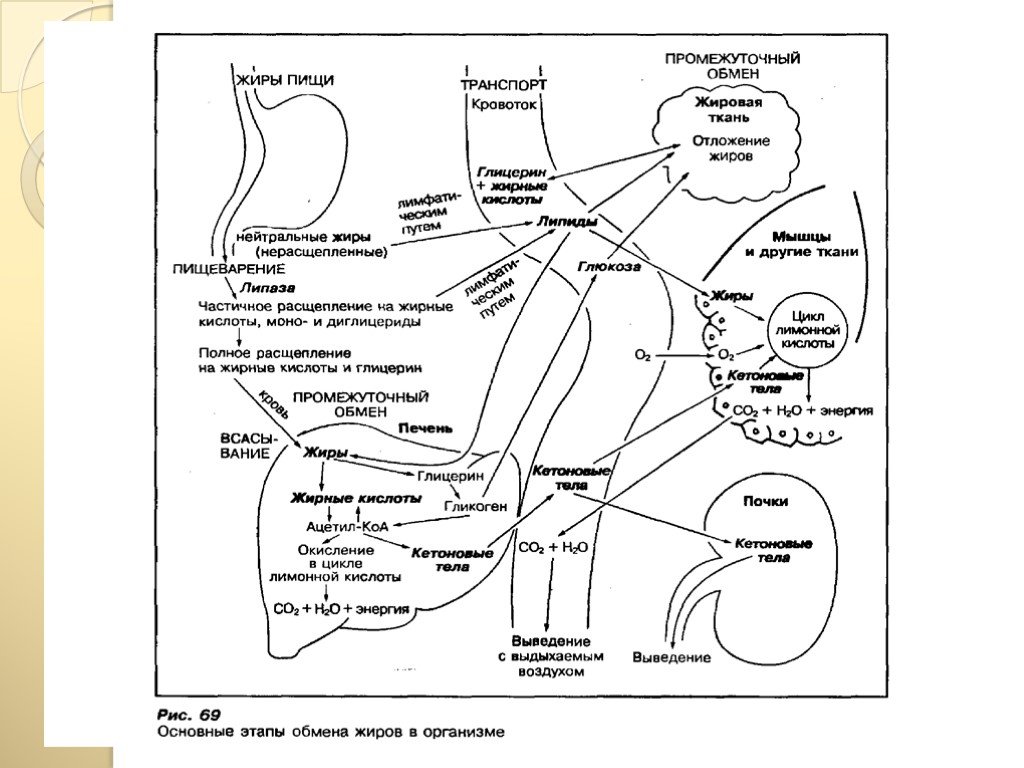 Последовательность процесса обмена жиров в организме человека. Схема жирового обмена в организме человека. Основные этапы обмена жиров в организме. Обмен жиров этапы схема. Этапы жирового обмена схема.