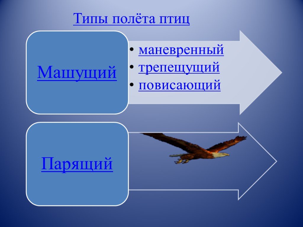 Приспособление к полету у различных живых организмов. Виды полета птиц. Способы полета птиц. Способы передвижения птиц. Типы крыльев для полёта птиц.