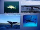 Как используют хвостовой отдел тела рыбы, киты и дельфины?