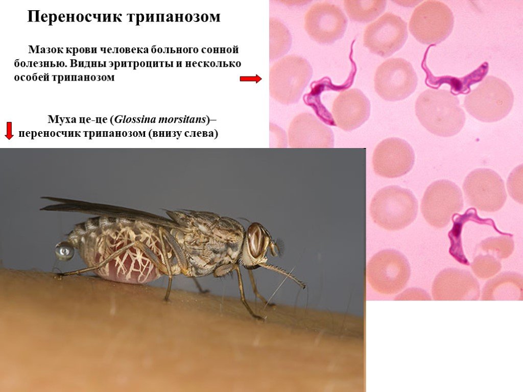 Основной хозяин муха цеце основной хозяин человек. Муха ЦЕЦЕ переносчик сонной болезни. Glossina morsitans переносчик.