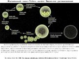 Жизненный цикл Volvox carteri. Бесполое размножение. После созревания репродуктивных клеток (гонидий) они вступают в стадию, сходную с дроблением при эмбриональном развитии и образуют дочерние колонии внутри материнской. После серии движений клеток подобных гаструляции, эмбриональный вольвокс вывора