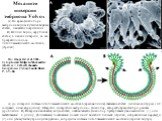 Механизм инверсии эмбриона Volvox. А) По краю фиалопора эмбриона видны бутылковидные клетки, начавшие искривление B) Вблизи видно, округление клеток, в начале инверсии, но оно прекратилось из-за цитоплазматических мостиков, (стрелки). A) До инверсии система цитоплазматических мостиков (красная линия