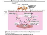 Жизненный цикл Trypanosoma cruzi