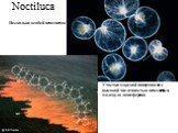 Noctiluca. Несколько особей ночесветок. Участки морской поверхности с высокой численностью ночесветок и молекула люцеферина