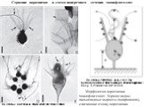 Строение воротничка и схема поперечного сечения хоанофлагеллят. По статье: Pettitt M.E. et al. (2002) The hydrodynamics of filter feeding in choanoflagellates // Europ. J. Protistol. Vol. 38. P. 313–332. По статье: Carr M et al. PNAS 2008;105:16641-16646. Морфология воротничка хоанофлагеллят. Хорошо
