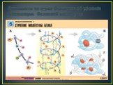 Вспомните из курса биологии об уровнях организации белковой молекулы