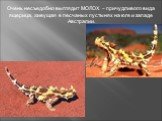 Очень несъедобно выглядит МОЛОХ – причудливого вида ящерица, живущая в песчаных пустынях на юге и западе Австралии.