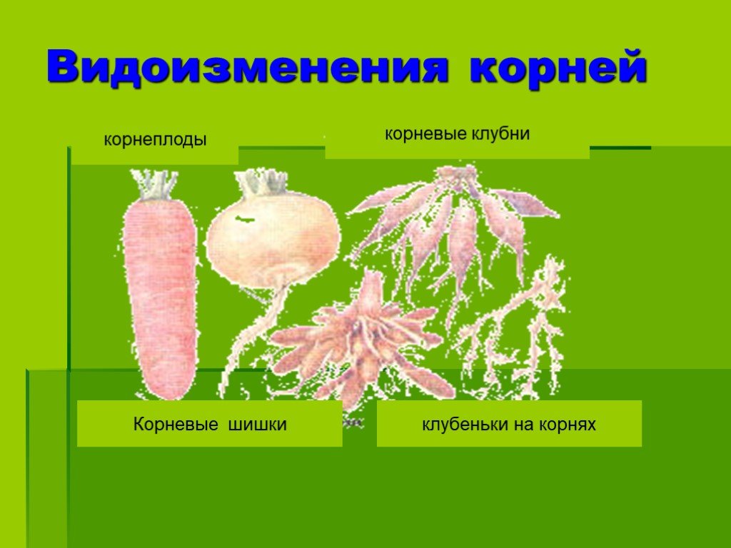 Что относится к видоизмененным корням биология 6. Видоизменение корня клубеньки.