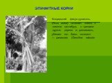 ЭПИФИТНЫЕ КОРНИ. Флоридский фикус-душитель (Ficus aurea) начинает жизнь с семени где-нибудь в трещине другого дерева и, развиваясь, убивает его. Здесь «хозяин» — гревиллея (Grevillea robusta