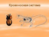 Кровеносная система