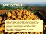 КАРТОФЕЛЬ. Посадки картофеля, по производству которого Россия удерживает первое место в мире, занимают свыше 3 млн. га (причем треть площадей приходится на Центральный и Волго-Вятский экономические районы). Но средняя урожайность этой культуры во всех регионах ниже среднемирового показателя. До 90% 