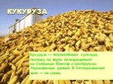 КУКУРУЗА. Кукуруза — теплолюбивая культура, поэтому на зерно её выращивают на Северном Кавказе и Центрально-Черноземном районе. В Нечерноземной зоне — на силос.