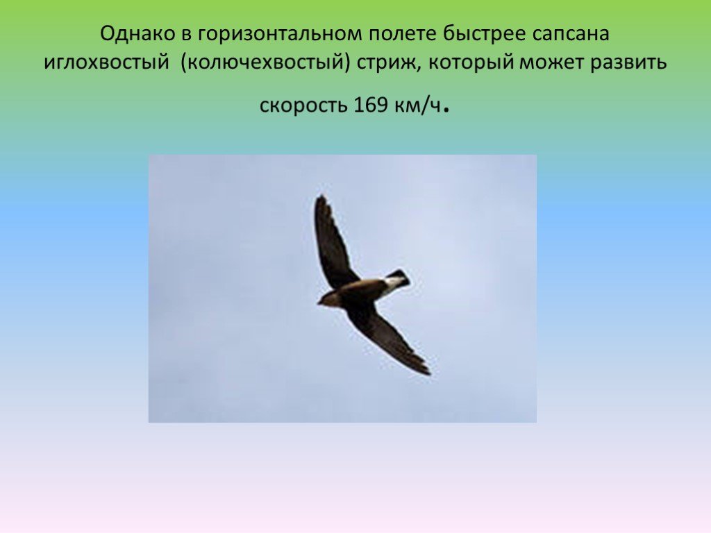 Средняя скорость полета птиц. Иглохвостый Стриж скорость. Самая быстрая птица в горизонтальном полете. Стриж птица скорость полета. Скорость стрижа в полете.