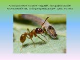 На втором месте по силе - муравей, который способен носить на себе вес, в 50 раз превышающий массу его тела.