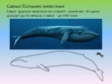 Самые большие животные Самое крупное животное на планете - синий кит. Его дина доходит до 33 метров, а масса - до 190 тонн