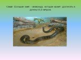 Самая большая змея - анаконда, которая может достигать в длину 11,5 метров.