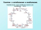 Амфиболическим путем метаболизма является цикл трикарбоновых кислот