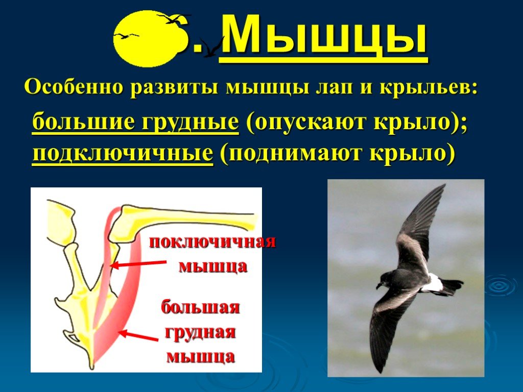 Особенно развиты. У птиц развиты мышцы. Виды движения птиц. Особенности класса птицы мышцы. Мышцы поднимающие и опускающие Крылья птицы.