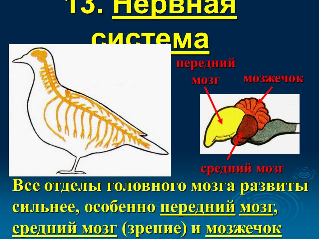 Развитый мозжечок у птиц. Нервная система система система птиц. Нервная система птиц 7 класс. Строение нервной системы птиц. Нервная система птиц схема.
