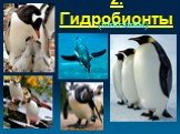 2. Гидробионты (пингвины)