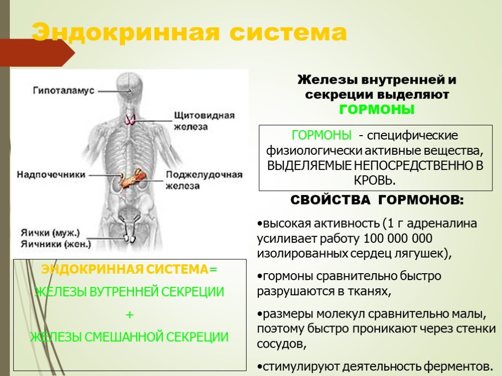 Железы внутренней секреции презентация 8. Функции эндокринная система железы внутренней секреции. Железы внутренней секреции и выделяемые ими гормоны таблица. Эндокринная система и эндокринные железы. Эндокринная система человека гормоны и их функции.
