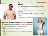 Мужской половой гормон ТЕСТОСТЕРОН влияет на белковый обмен (формирование мужской мускулатуры), на углеводный обмен, уменьшая синтез гликогена в печени, на формирование скелета (узкий таз, широкая грудь) на развитие голосовых связок по мужскому типу. Женский половой гормон ЭСТРОГЕН влияет на увеличе