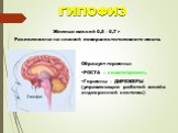 ГИПОФИЗ. Железа массой 0,5 – 0,7 г Расположена на нижней поверхности головного мозга. Образует гормоны: РОСТА – соматотропин, Гормоны – ДИРЕЖЕРЫ (управляющие работой желёз эндокринной системы)