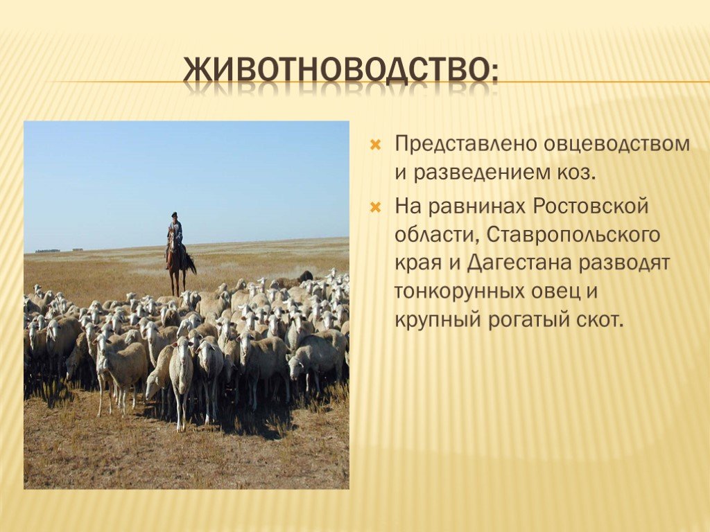 Почему люди живут на равнинах. Проект 3 класс животноводство Ставропольского края. Презентация на тему скотоводство. Животноводство презентация. Хозяйство Дагестана презентация.