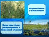 На фото болото у д.Максимцево. Какие типы болот распространены в Ивановской области?
