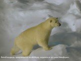 Белый медведь, прогуливается по айсбергу, недалеко от острова Шпицберген.